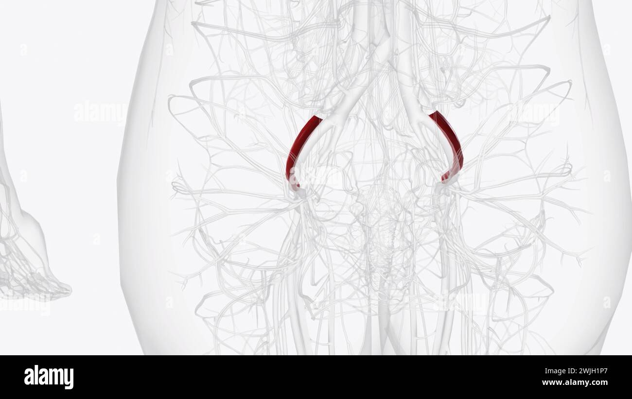 Les artères iliaques externes deviennent des artères fémorales dans les jambes illustration 3D. Banque D'Images