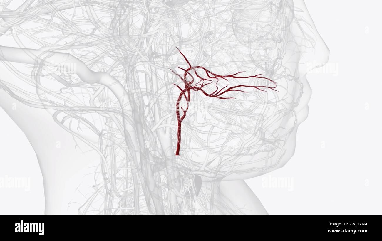 L'artère palatine ascendante est une artère dans la tête qui se ramifie de l'artère faciale et remonte le 3d illustr du constricteur pharyngé supérieur Banque D'Images