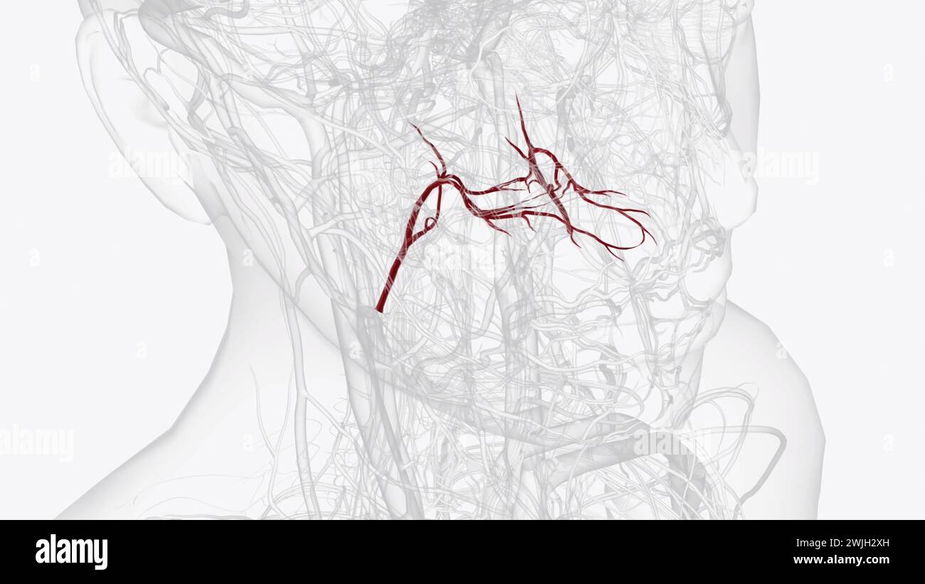 L'artère palatine ascendante est une artère dans la tête qui se ramifie de l'artère faciale et remonte le 3d illustr du constricteur pharyngé supérieur Banque D'Images