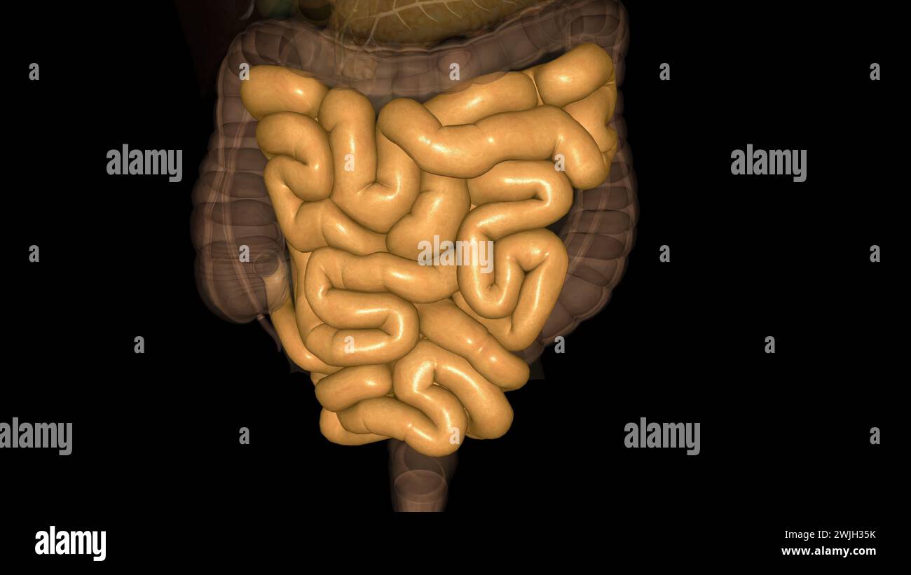 L'intestin grêle (également appelé intestin grêle) est la structure tubulaire spécialisée entre l'illustration 3d de l'estomac Banque D'Images