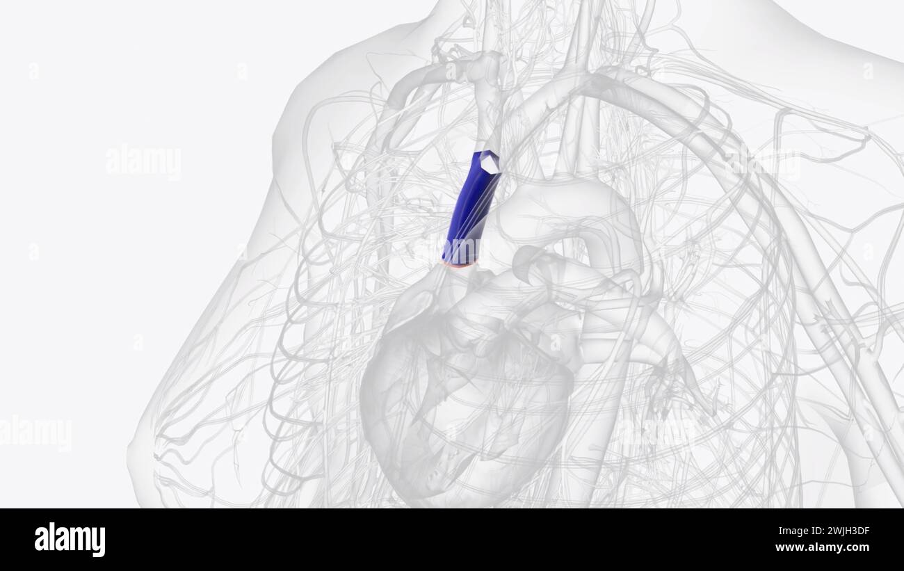 La veine cave supérieure et la veine cave inférieure sont de très grandes veines qui apportent du sang désoxygéné à votre cœur pour obtenir l'oxygène illustration 3D. Banque D'Images