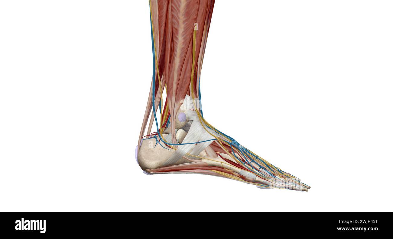 Chaque pied a 28 os, 30 articulations, et plus de 100 muscles, ligaments et tendons.rendu 3d. Banque D'Images