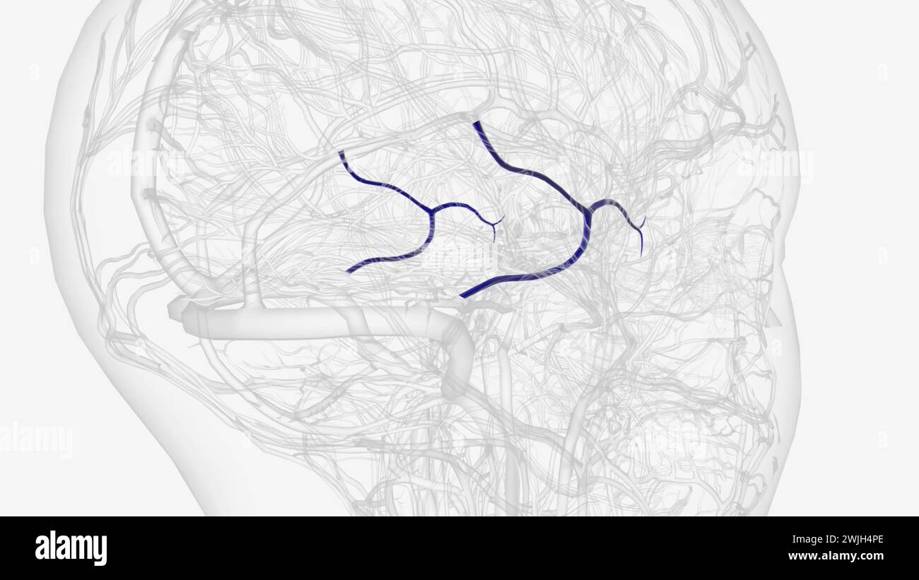 Les veines cérébrales inférieures drainent la surface inférieure du cerveau illustration 3D. Banque D'Images