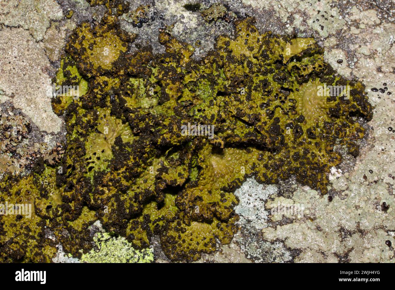 Lasallia pustulata (tripe rocheuse) est un lichen foliaire trouvé sur des roches riches en nutriments, acides, côtières ou montagneuses. Il se produit principalement dans l'hémisphère N. Banque D'Images