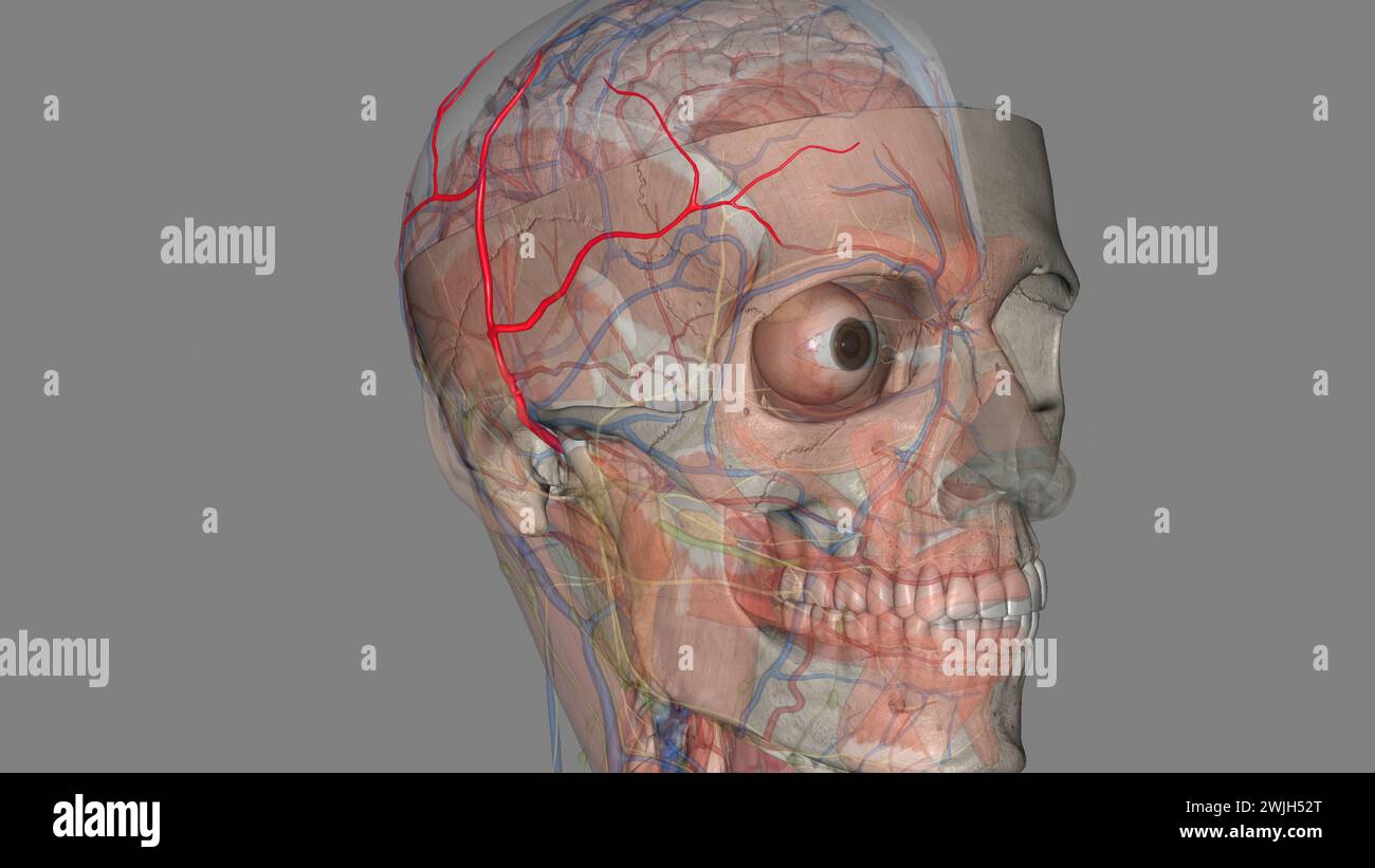 L'artère temporale superficielle est une branche terminale de l'artère carotide externe 3D. Banque D'Images