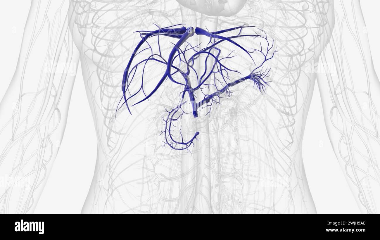 Les veines hépatiques sont des vaisseaux sanguins qui renvoient le sang pauvre en oxygène de votre foie vers le cœur illustration 3D. Banque D'Images