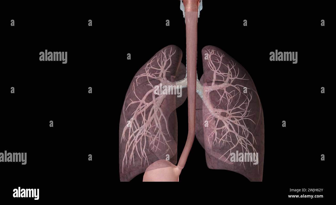 Les principaux canaux et structures des voies respiratoires supérieures comprennent le nez ou les narines, la cavité nasale, la bouche et la gorge. Rendu 3D. Banque D'Images