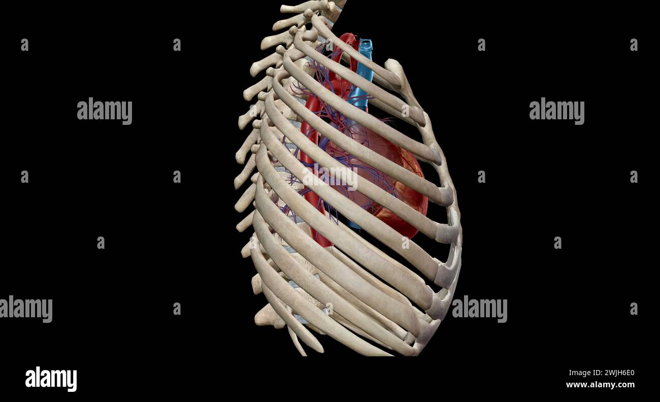 Le cœur est un organe musculaire qui fait circuler le sang à travers le système circulatoire et le pompe dans tout le corps en rendu 3D. Banque D'Images