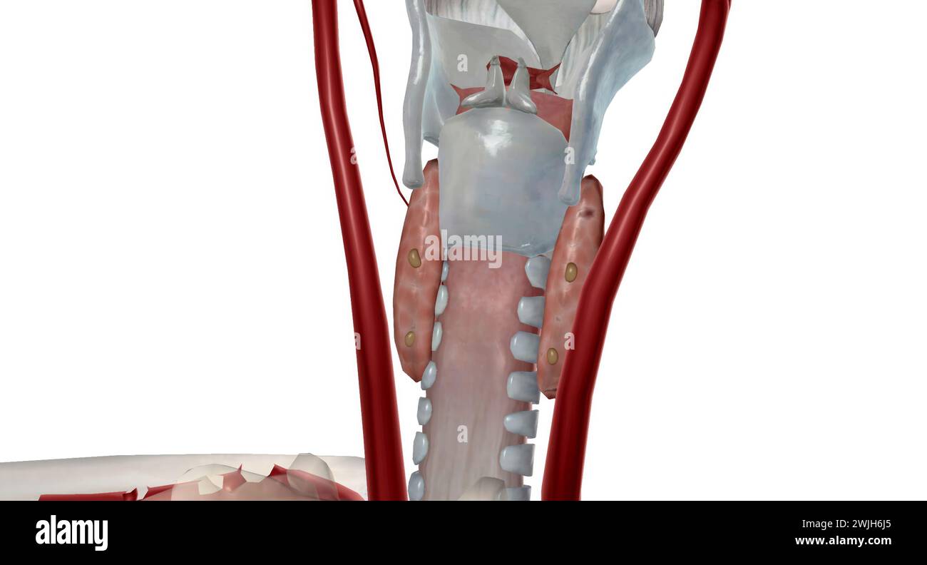 C'est une glande endocrine car elle sécrète une hormone parathyroïdienne qui contrôle les niveaux de calcium dans le sang. Rendu 3D. Banque D'Images