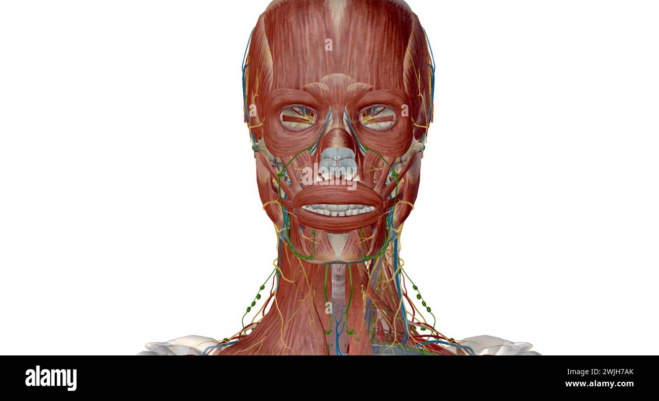 À la jonction entre la tête et le cou se trouvent cinq groupes de ganglions lymphatiques qui forment le cercle lymphatique péricerivcal, également appelé co péricervical Banque D'Images