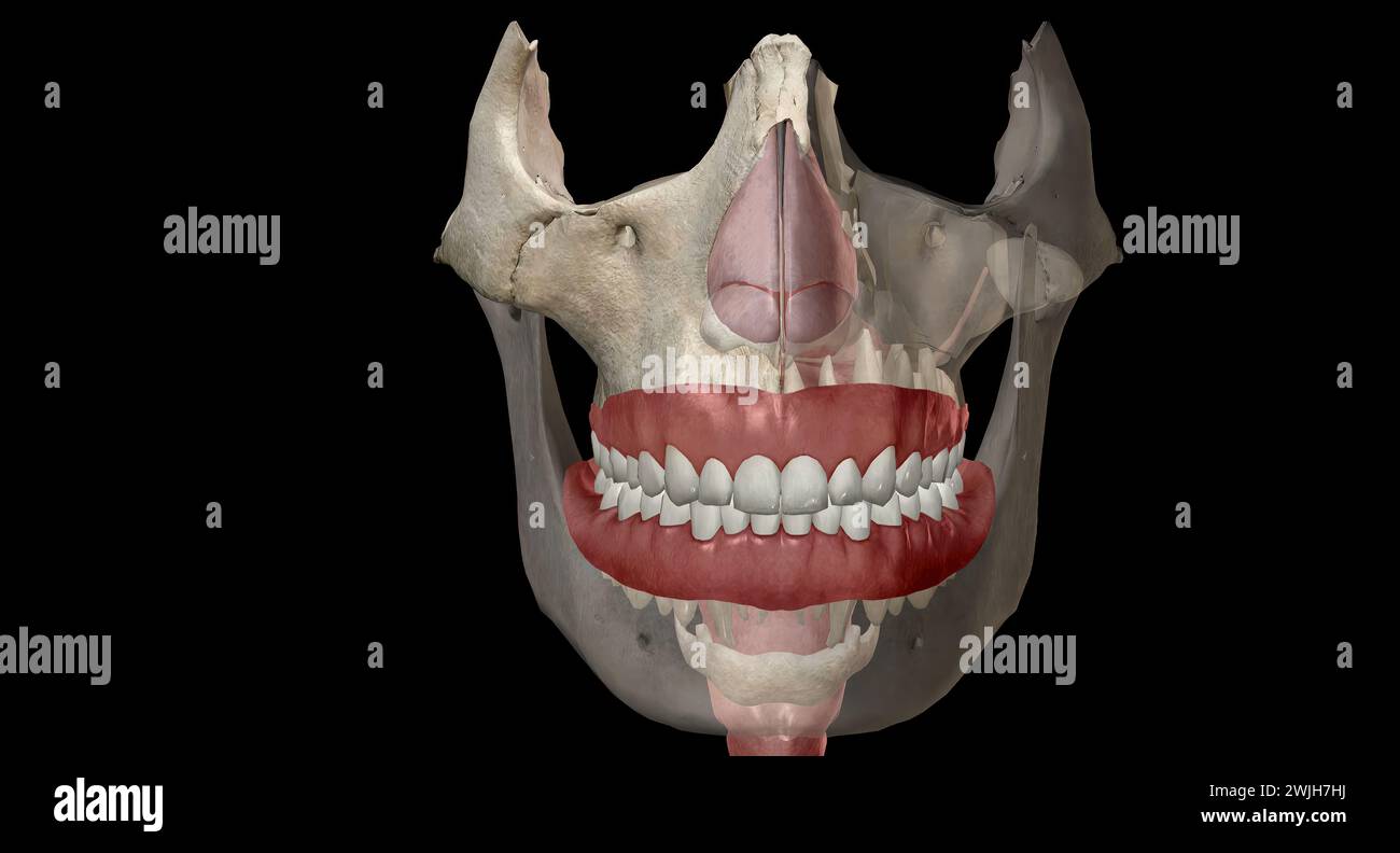 L'air circule dans ces passages pendant la respiration. Les voies nasales filtrent et réchauffent l'air, et le rendent humide avant qu'il ne pénètre dans les poumons. N° 3D Banque D'Images