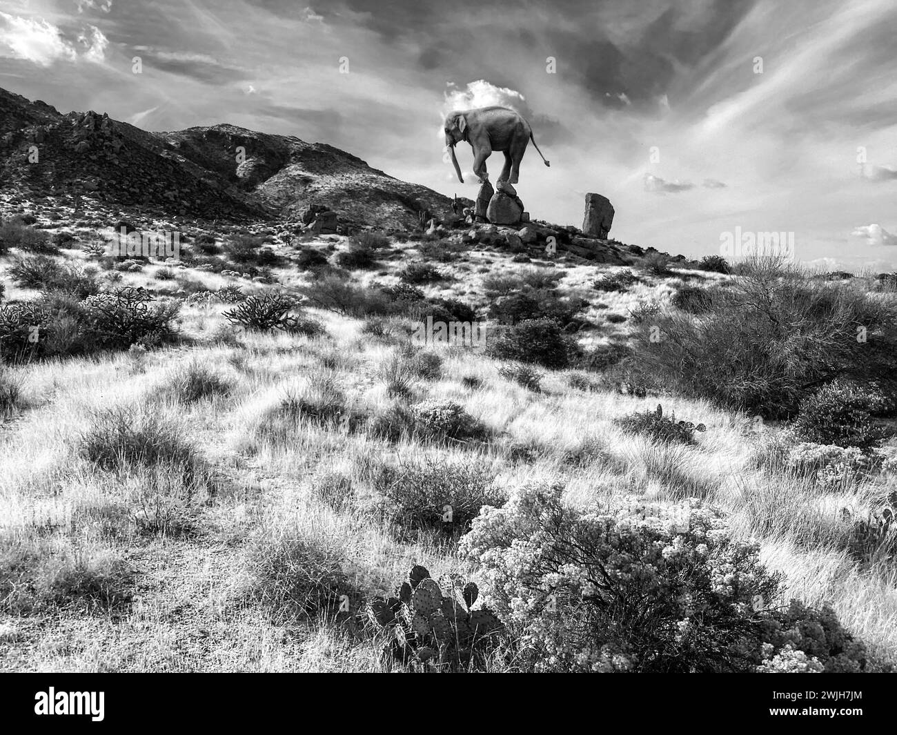 Création numérique d'un éléphant errant au McDowell Sonoran Conservancy Tom's Thumb Trailhead à Scottsdale, Arizona Banque D'Images