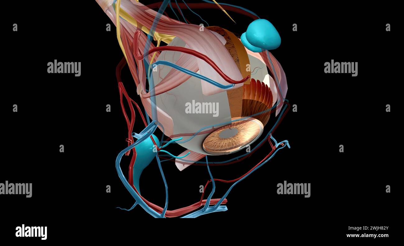 L'appareil lacrymal est le système physiologique contenant les structures orbitales pour la production de larmes et le drainage. Rendu 3D. Banque D'Images