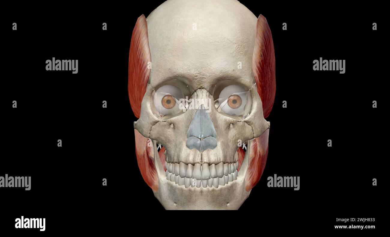 Les muscles de la mastication sont un groupe de muscles qui se composent des muscles temporal, masseter, ptérygoïde médial et ptérygoïde latéral. Rendu 3D. Banque D'Images