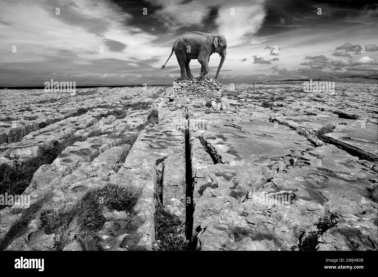 Equilibre éléphant créé numériquement sur une grande pierre dans le Burren, Irlande. Le Burren est une région karstique-paysage ou alvar dans le nord-ouest du comté de Clar Banque D'Images