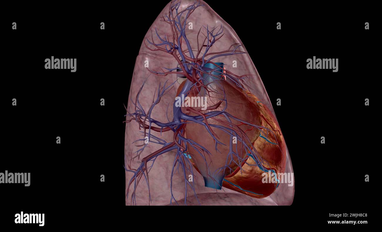 Les artères pulmonaires sont des vaisseaux sanguins qui transportent le sang du cœur aux poumons en rendu 3D. Banque D'Images