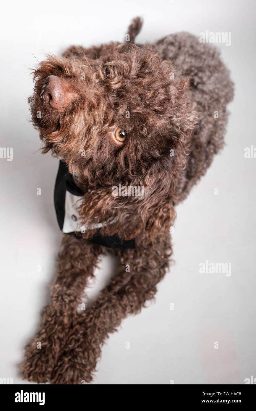 Vieux chien brun avec collier noir regardant vers le haut Banque D'Images