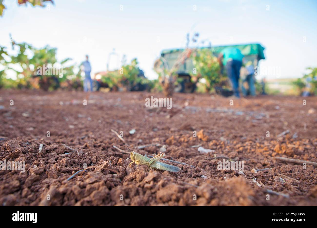 Criquet marocain sur huile d'argile rouge pendant la saison de récolte. Cueilleurs de raisins en bas Banque D'Images