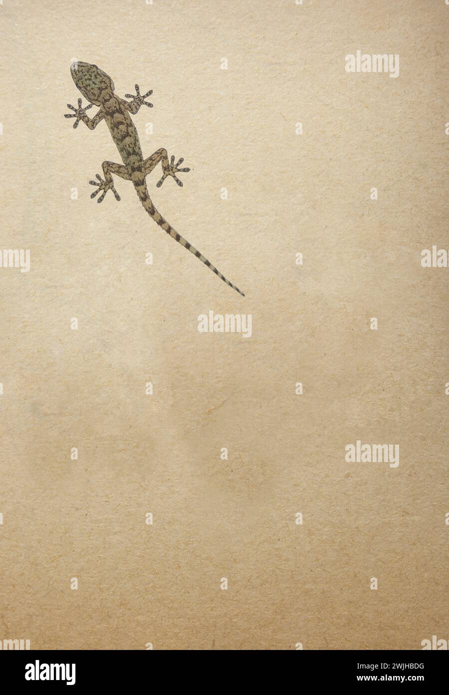 Gecko mural commun marchant sur le vieux fond de papier. Vue de dessus Banque D'Images