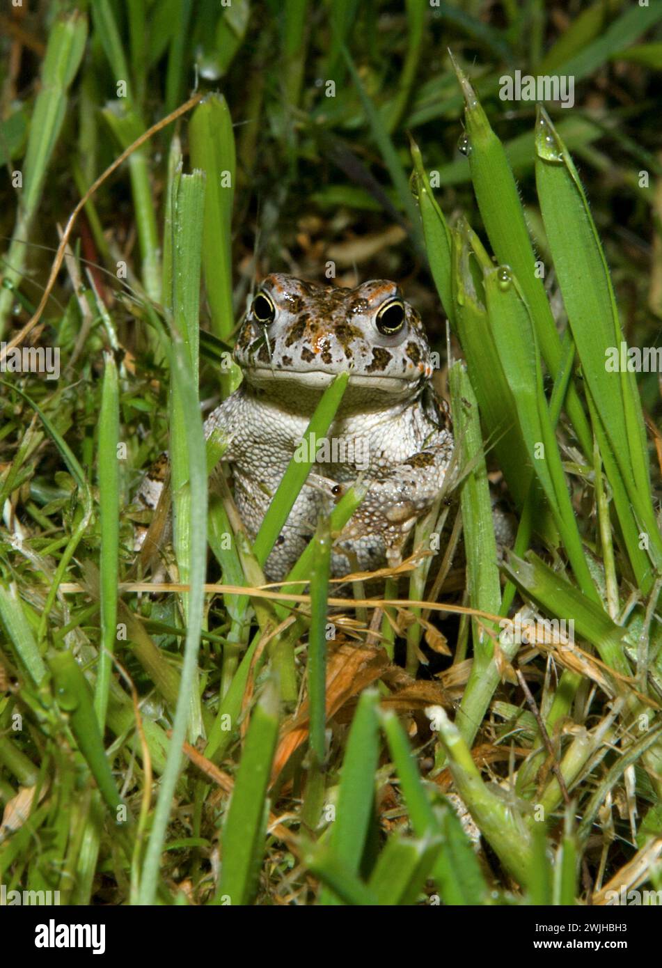 Crapaud natterjack (Epidalea calamita) debout dans l'herbe la nuit, Valdesalor, Caceres, Estrémadure, Espagne Banque D'Images
