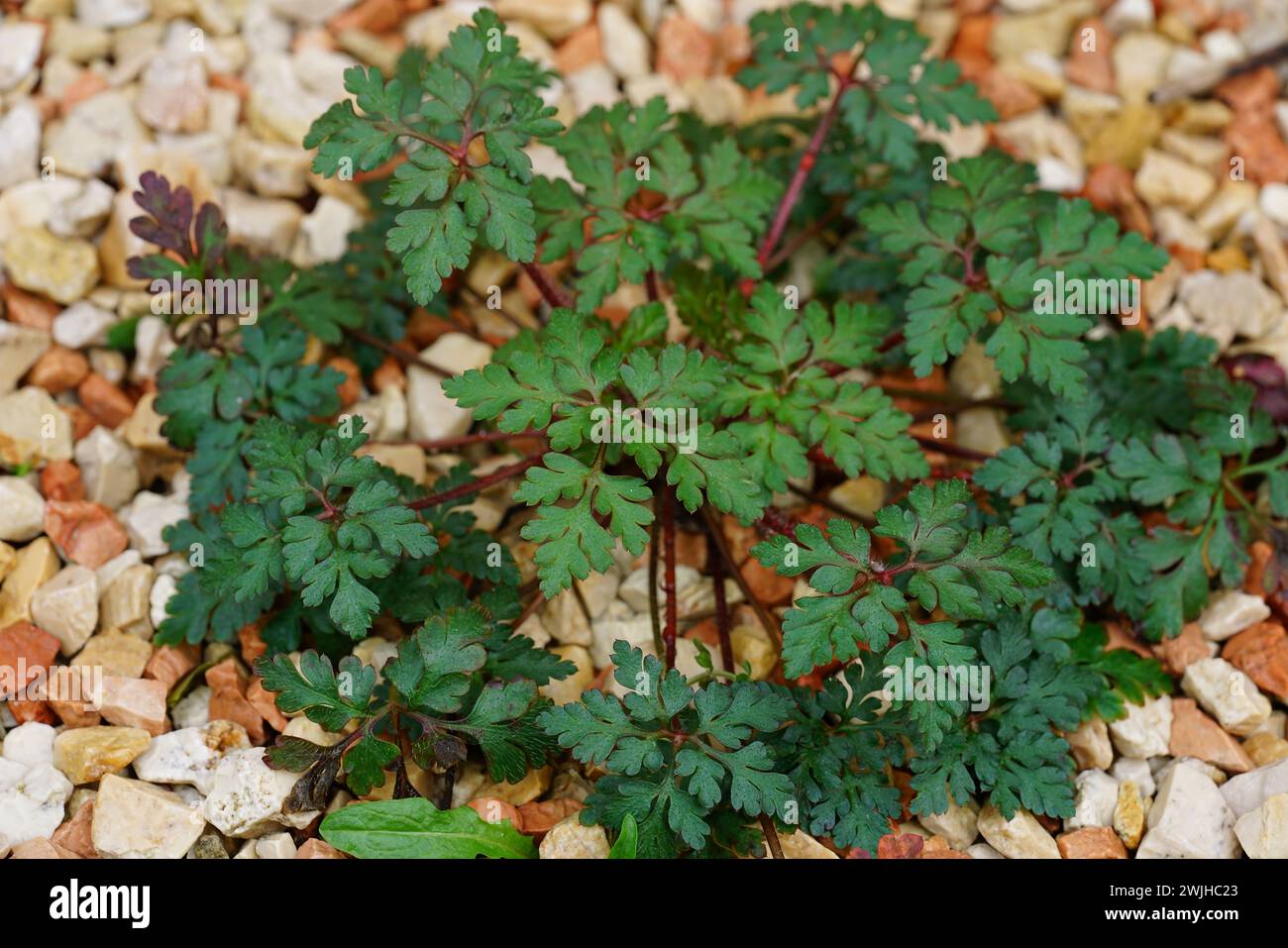 Gros plan sur un nouveau Bob puant Wildlfower, Geranium robertianum dans le jardin Banque D'Images