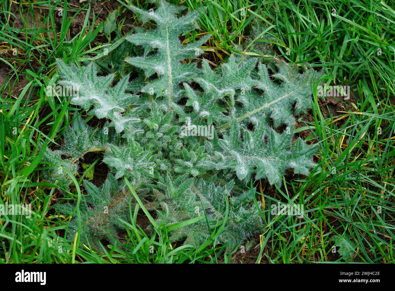 Gros plan sur un chardon commun épi émergeant du printemps, Cirsium vulgare Banque D'Images