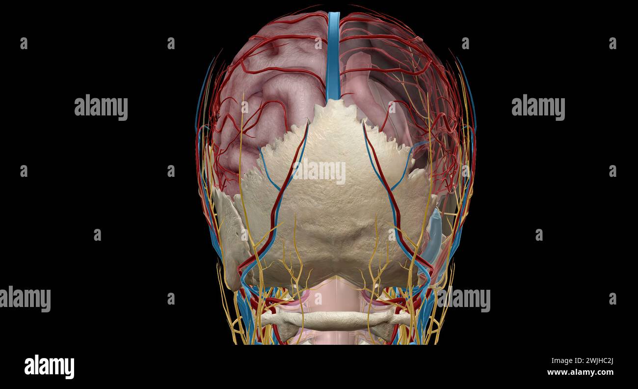 Le cerveau reçoit le sang de deux sources, les artères carotides internes, qui apparaissent au point du cou où les artères carotides communes bifurquent Banque D'Images