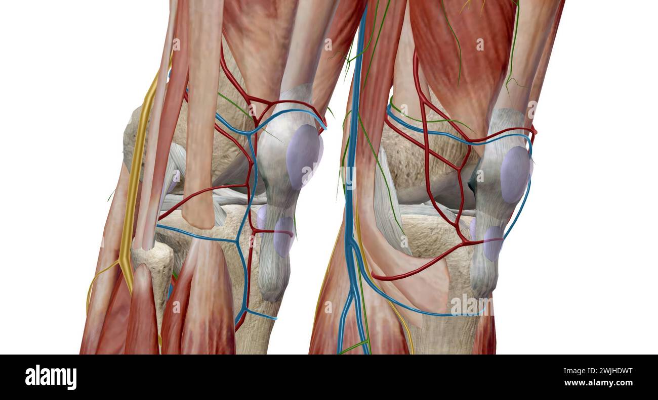 Le genou est l'articulation la plus grande et la plus complexe du corps, maintenant ensemble l'os de la cuisse, l'os du tibia, le péroné (sur le côté externe du tibia) et le kn Banque D'Images