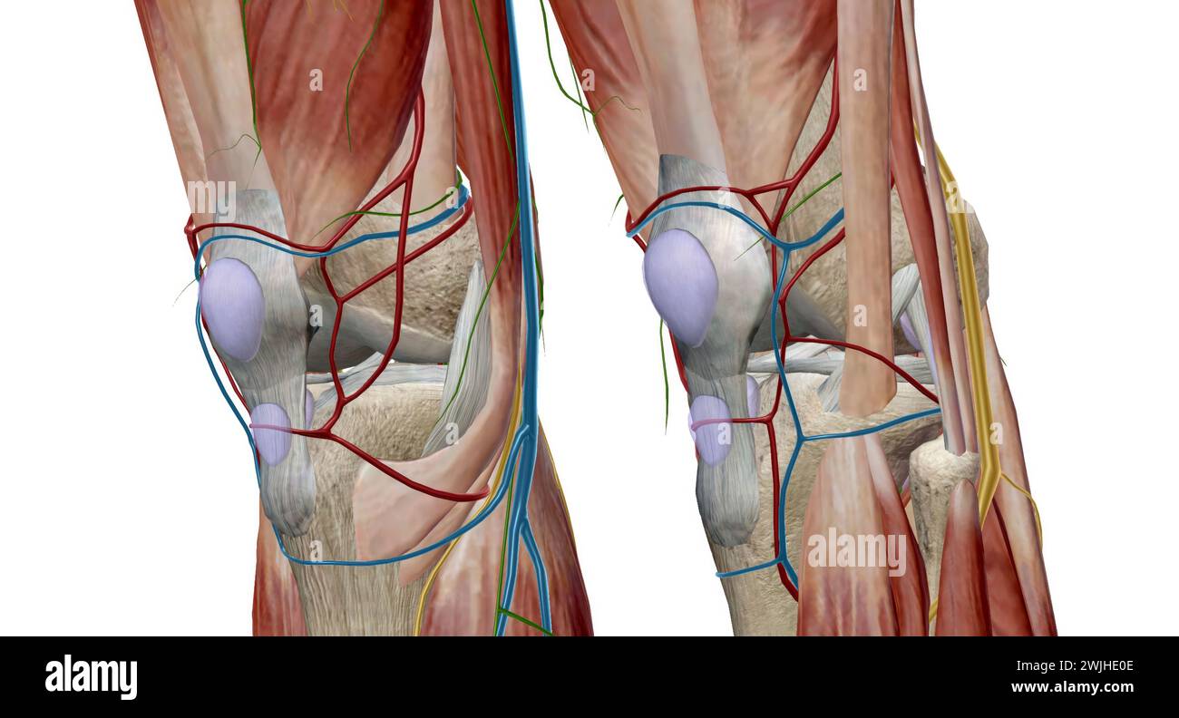 Le genou est l'articulation la plus grande et la plus complexe du corps, maintenant ensemble l'os de la cuisse, l'os du tibia, le péroné (sur le côté externe du tibia) et le kn Banque D'Images