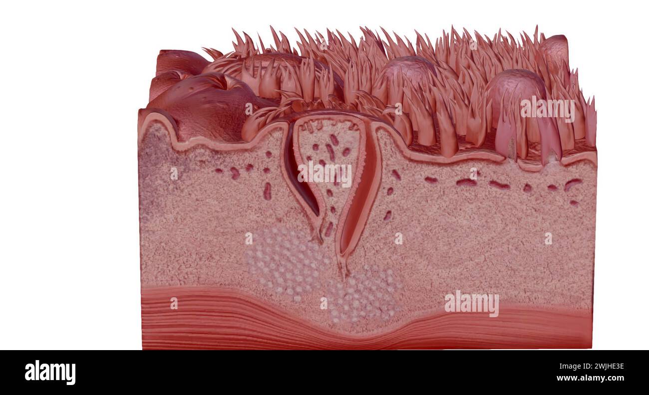 Section transversale de langue humaine montrant son ps anatomique différent. Rendu 3D. Banque D'Images