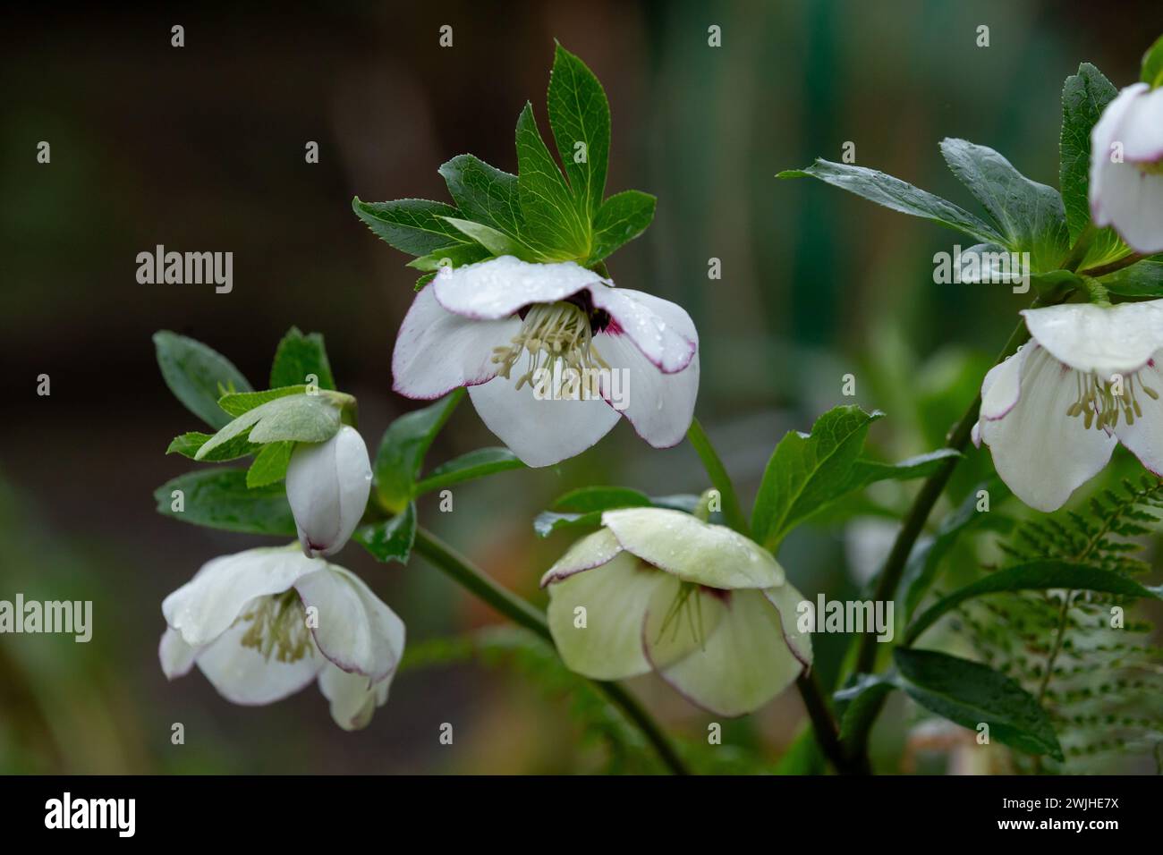 Helleborus x hybridus rose de carême blanc simple avec des bords rose foncé. Banque D'Images