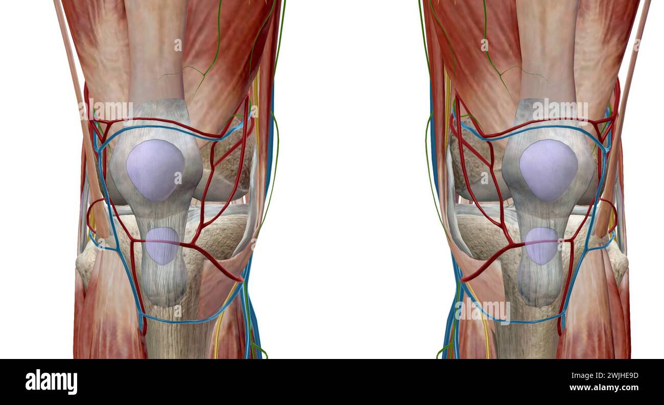 Le genou est l'articulation la plus grande et la plus complexe du corps, maintenant ensemble l'os de la cuisse, l'os du tibia, le péroné (sur le côté externe du tibia) et le kn Banque D'Images