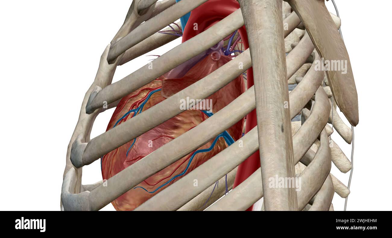 Le cœur est un organe musculaire qui fait circuler le sang à travers le système circulatoire et le pompe dans tout le corps en rendu 3D. Banque D'Images