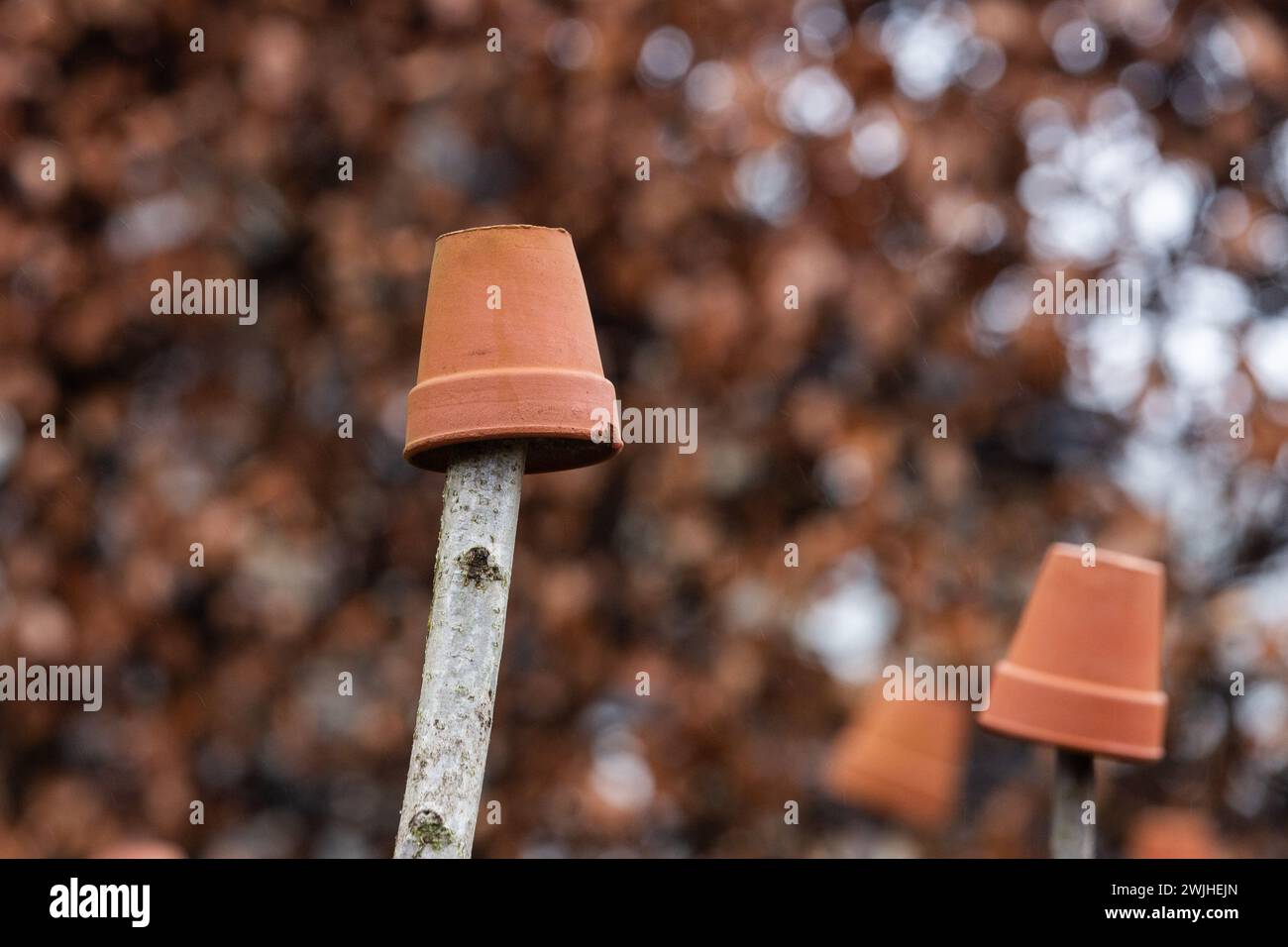 Pots de plantes en argile recouvrant les piquets de plantes pour protéger les yeux de la partie supérieure du piquet. Également connu sous le nom de surmontoirs de canne. Banque D'Images