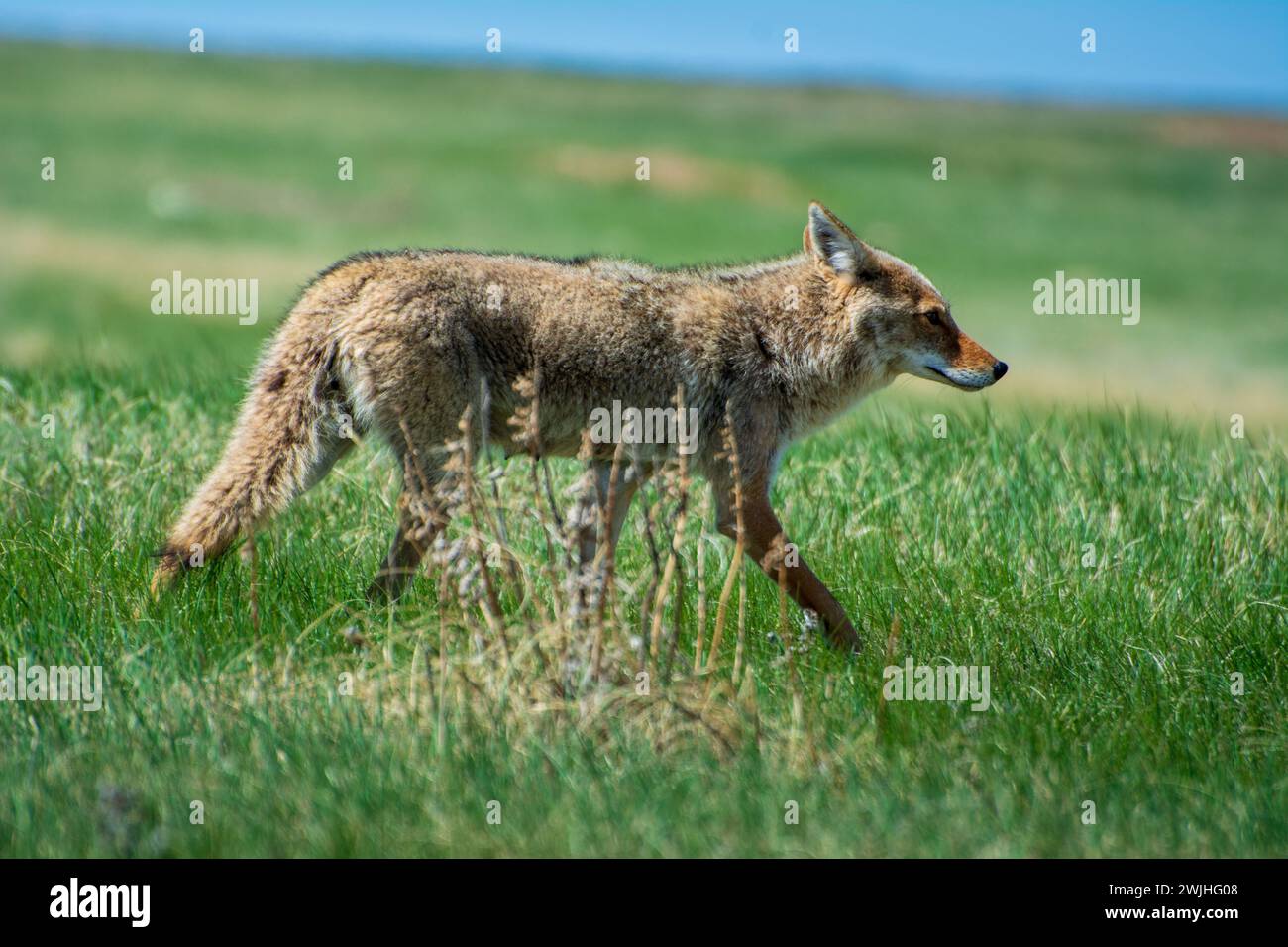 Un coyote marchant sur des prairies herbeuses dans le sud de Dokota Banque D'Images