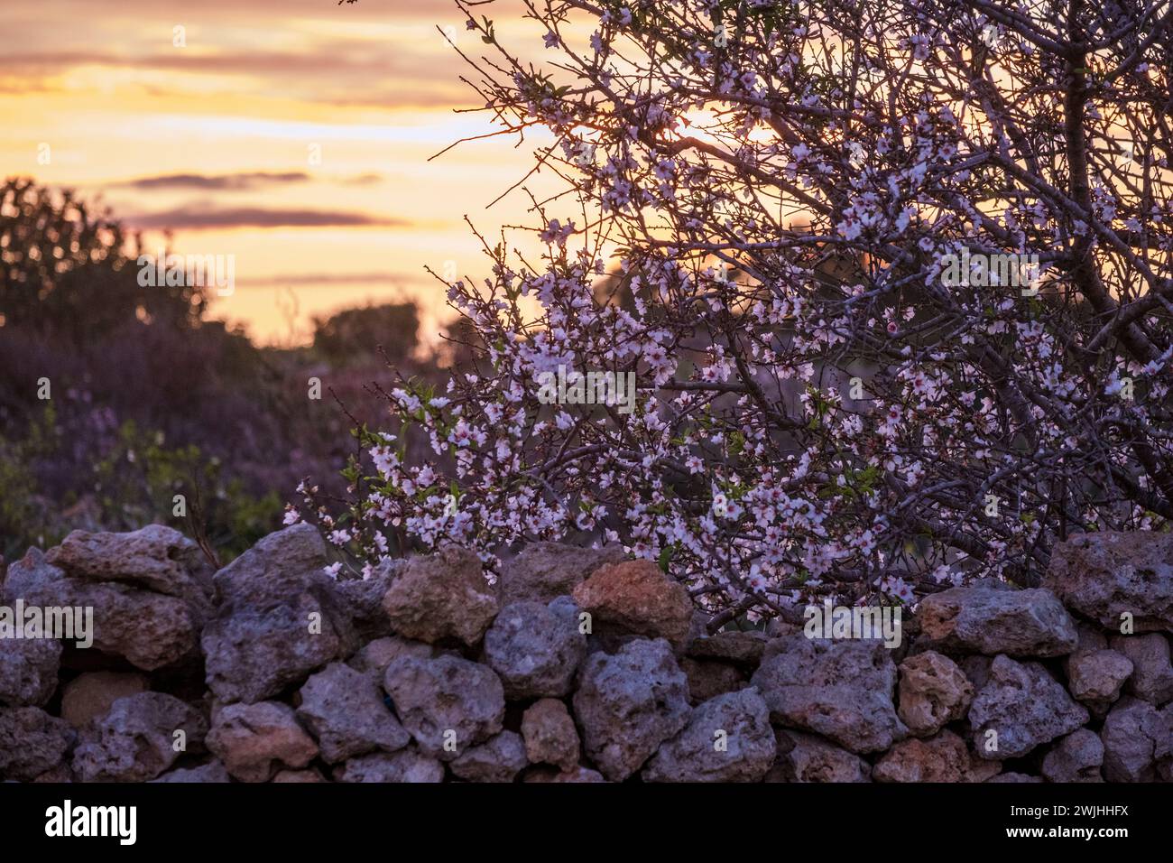 Fleurs roses en février sur un mur de pierre dans la campagne de Malte Banque D'Images