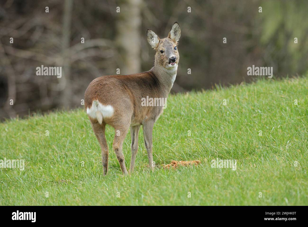 Chevreuil d'Europe (Capreolus capreolus) en pelage d'hiver et blessure oculaire fixée dans le pré, Allgaeu, Bavière, Allemagne Banque D'Images