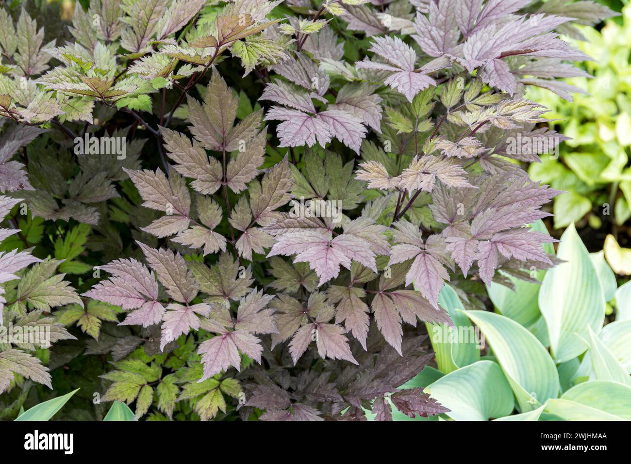 Primevre argentée de septembre (Actaea simplex 'Pink Spike') Banque D'Images