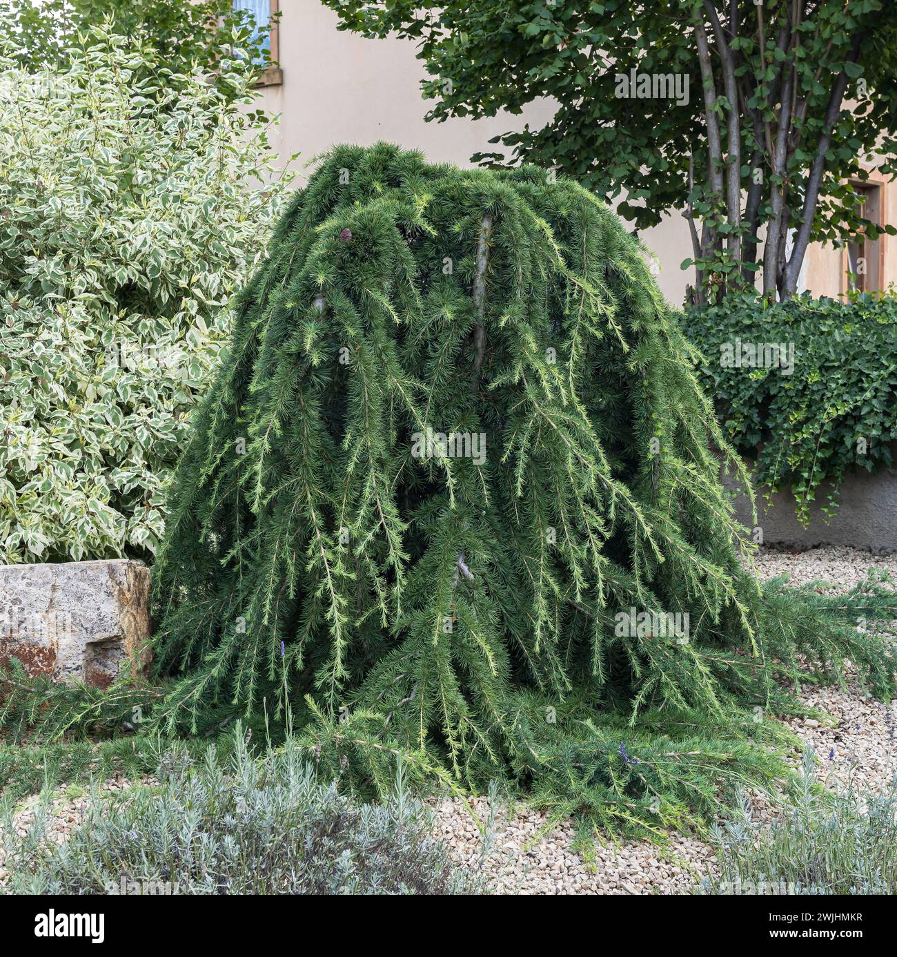 Cèdre de l'Himalaya (Cedrus deodara 'pendula') Banque D'Images