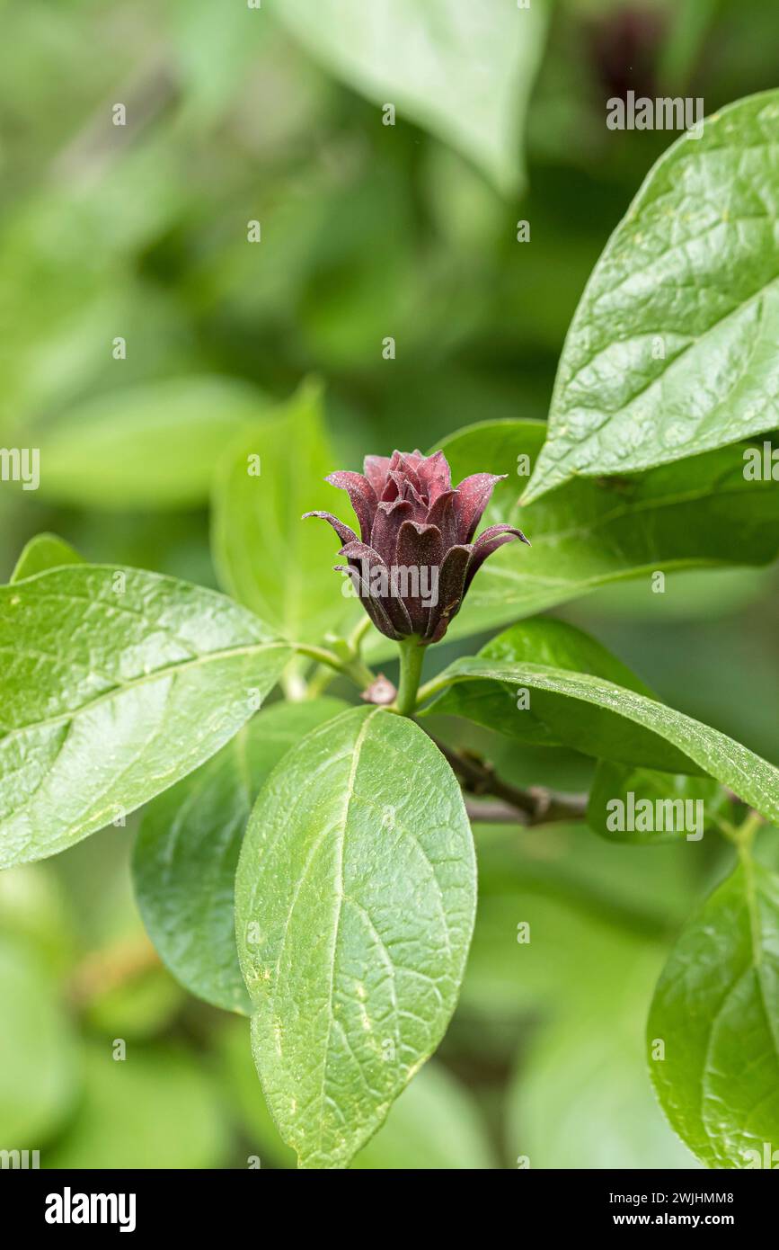 Arbuste à épices (Calycanthus floridus) Banque D'Images