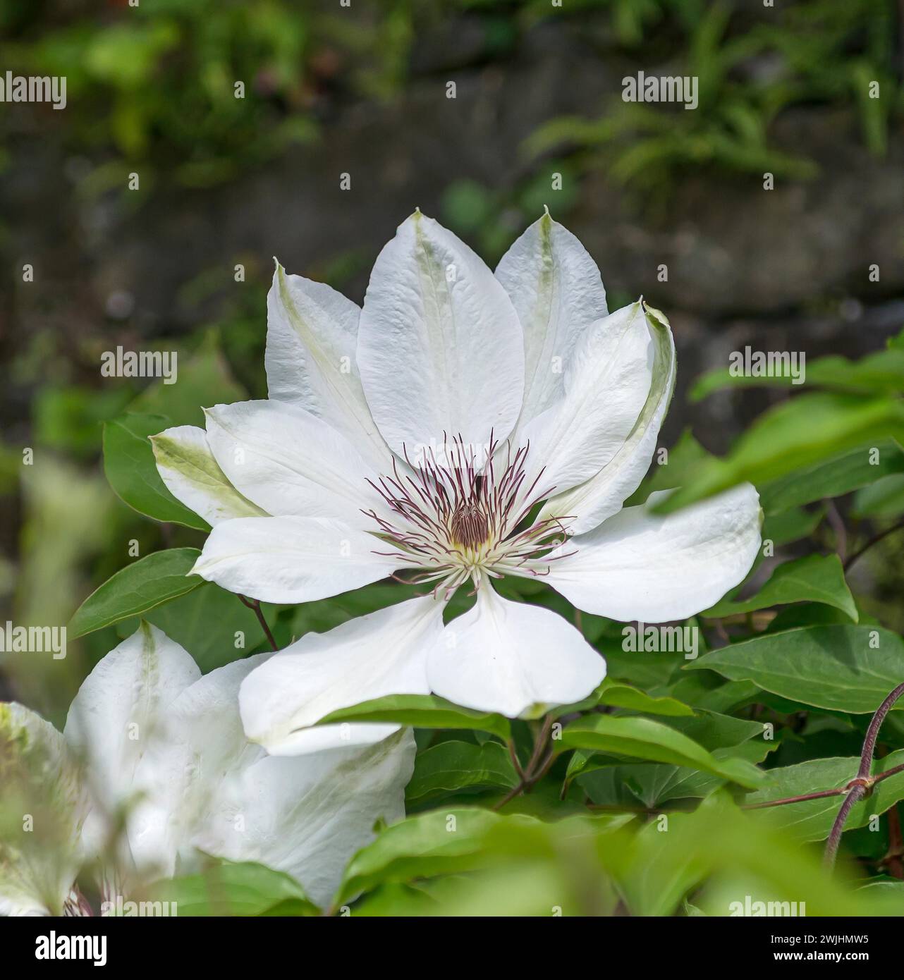 Clematis (Clematis 'Miss Bateman') Banque D'Images