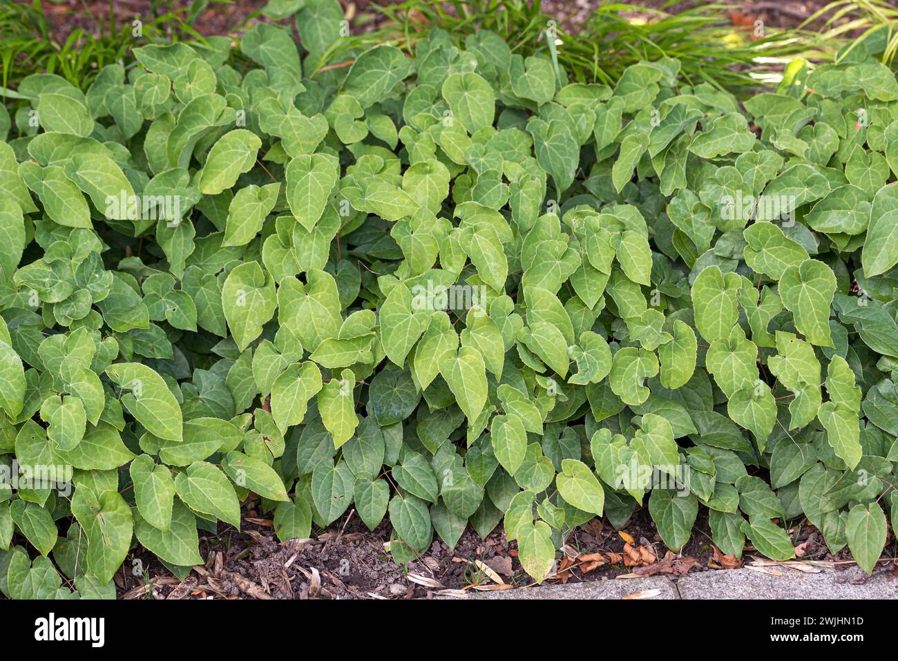 Fleur de fée (Epimedium x perralchicum 'Frohnleiten') Banque D'Images