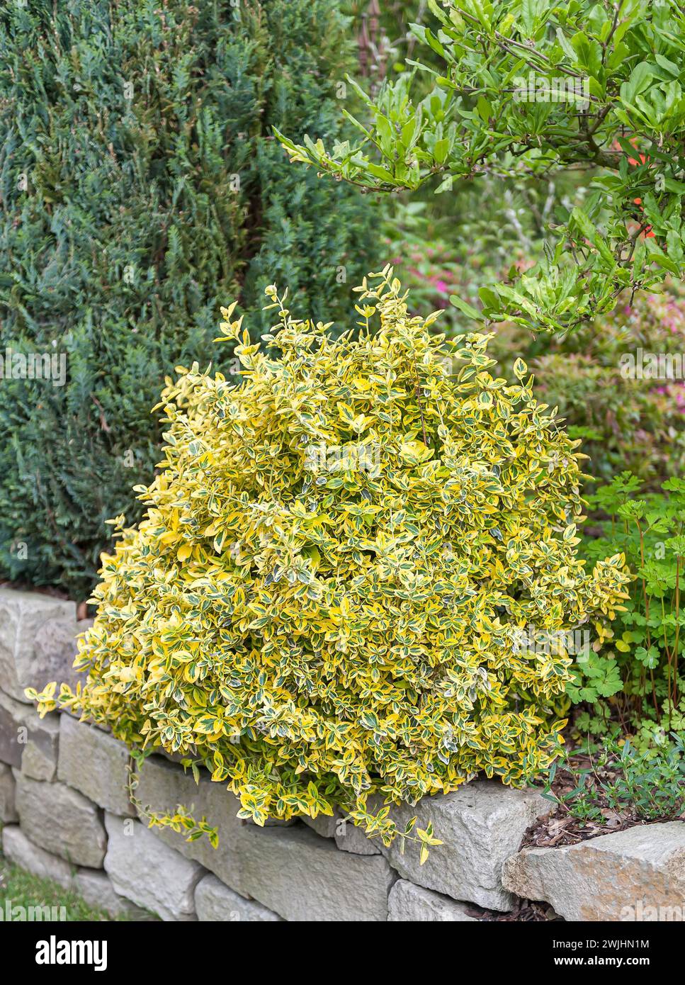 Buisson de fuseau permanent (Euonymus fortunei 'Emerald 'n' Gold') Banque D'Images