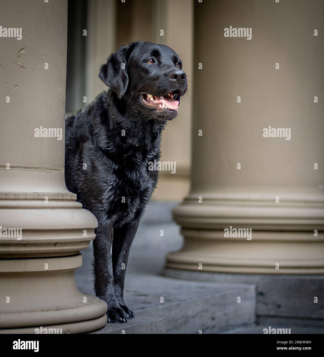 Portrait d'un labrador retriever noir entre deux piliers. Banque D'Images