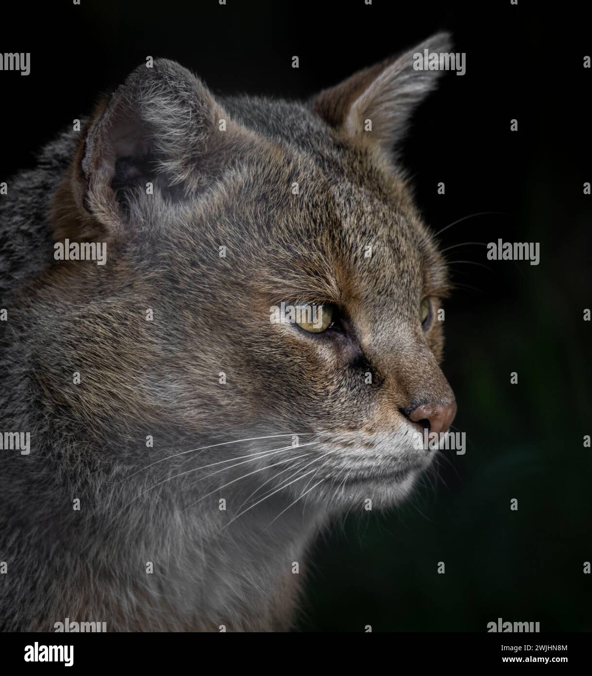 Portrait d'un chat de la jungle avec un fond noir Banque D'Images