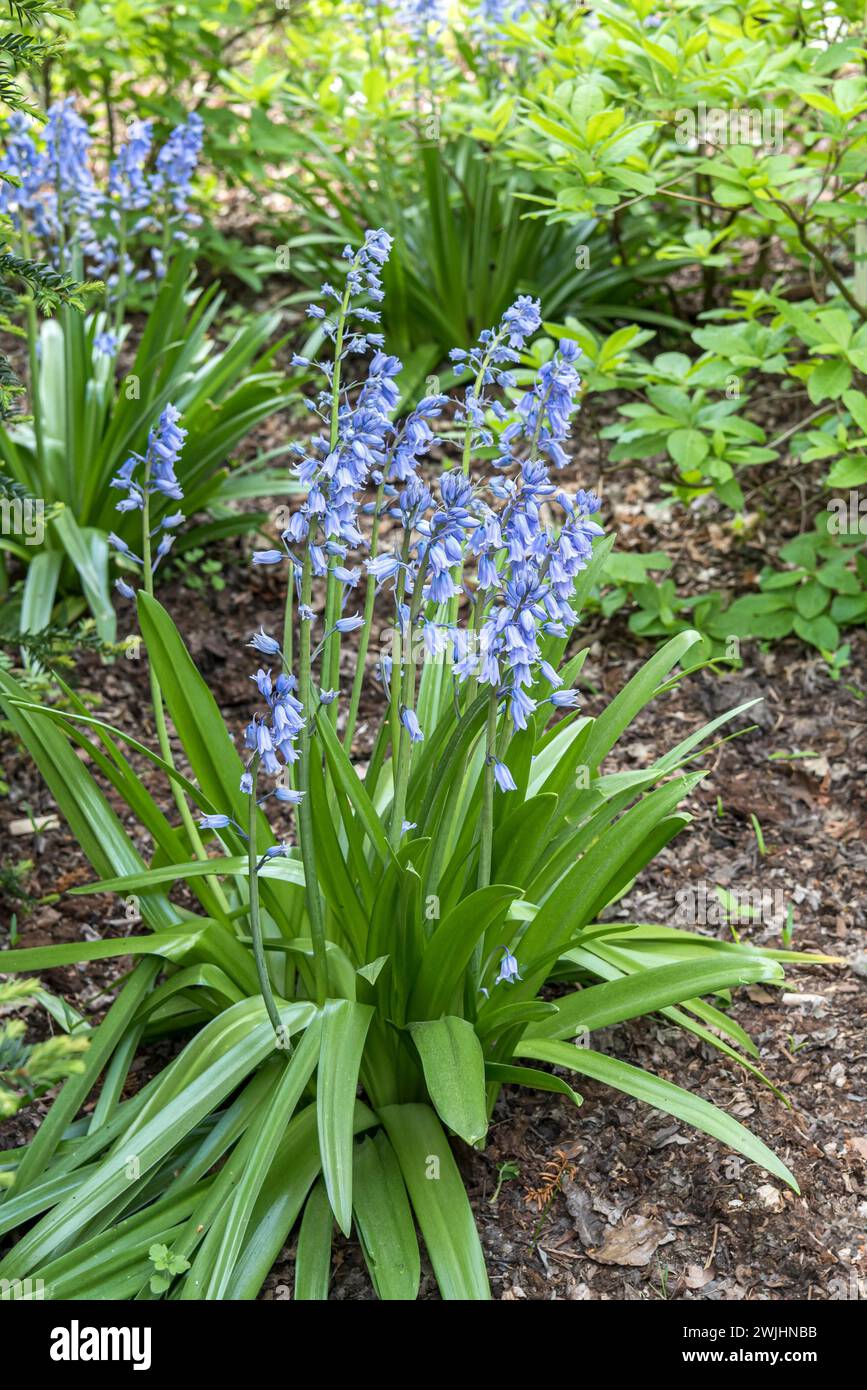 Cloche bleue espagnole (Hyacinthoides hispanica 'Excelsior') Banque D'Images
