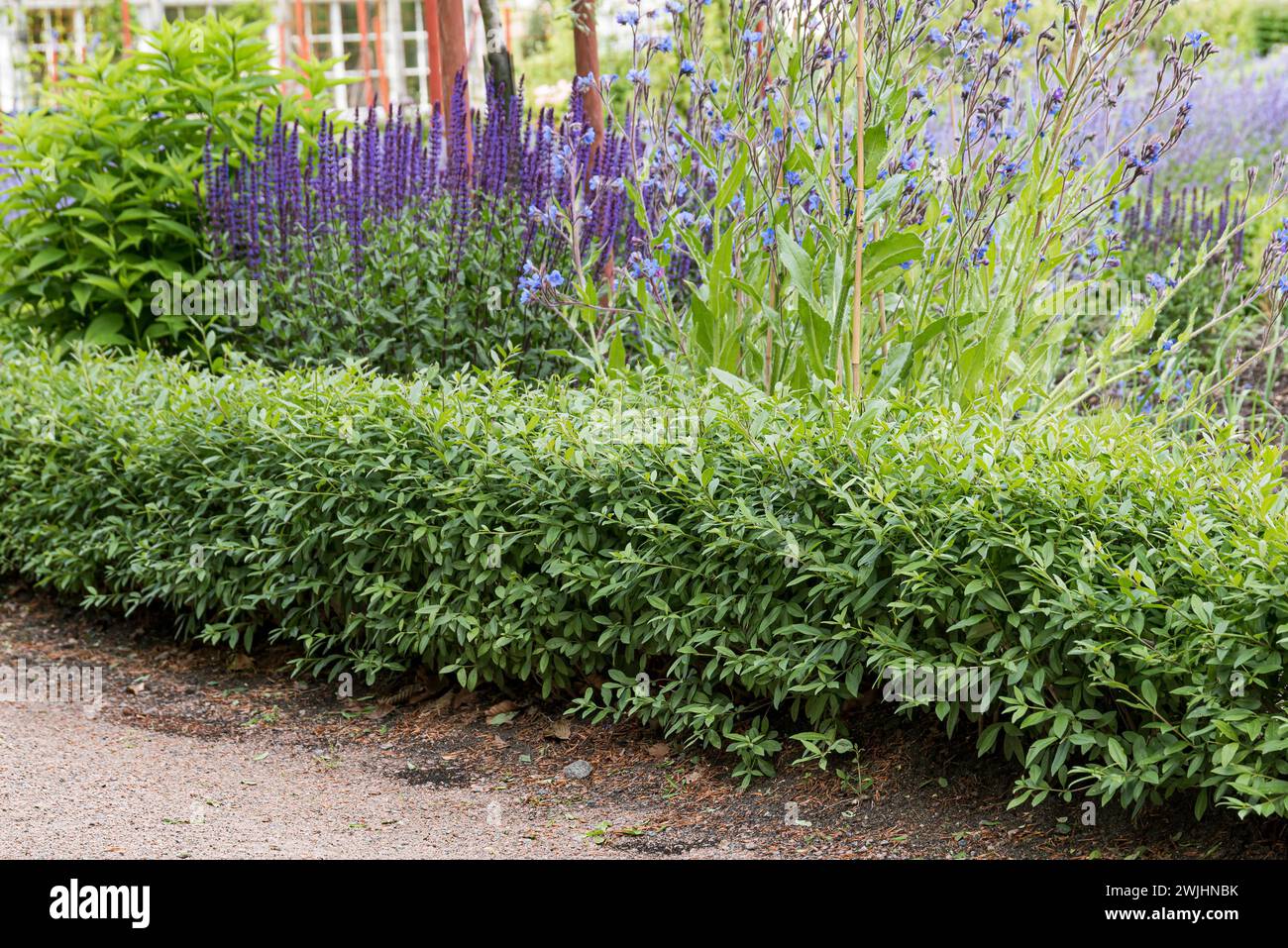 Privet nain (Ligustrum vulgare 'Lodense') Banque D'Images