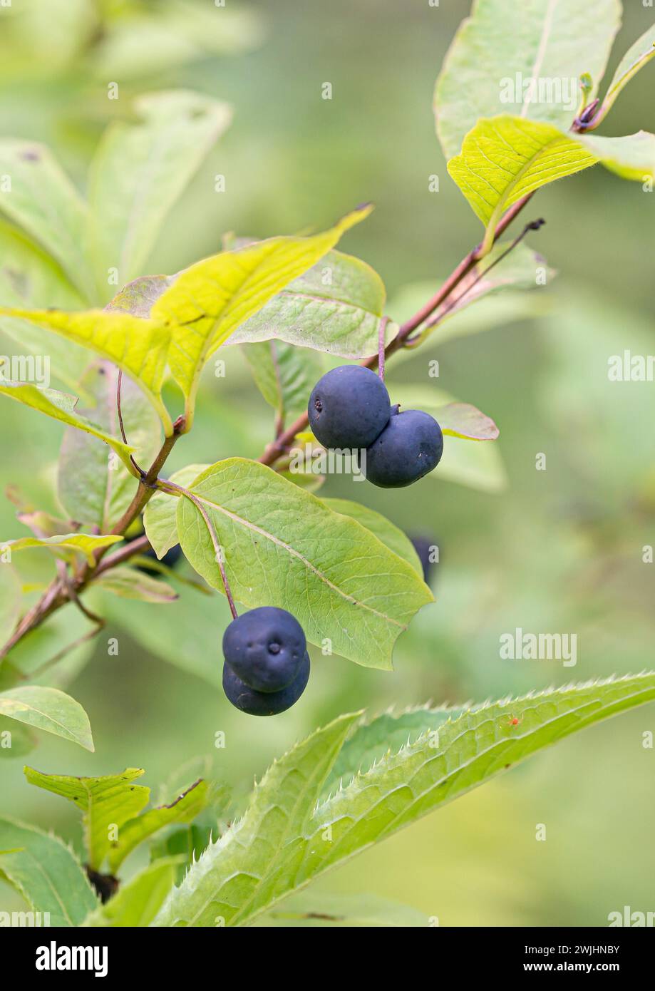 Chèvrefeuille à l'amande noire (Lonicera nigra) Banque D'Images