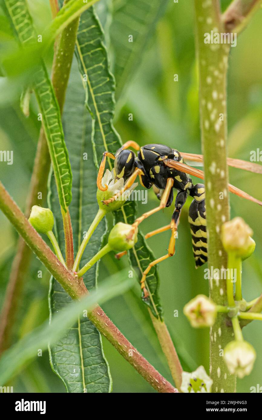 Nectar de collecte de guêpes gauloises des champs, guêpe européenne en papier (Polistes dominula), arbre à feuilles caduques colonnaires (Frangula alnus FINE LINE) Banque D'Images