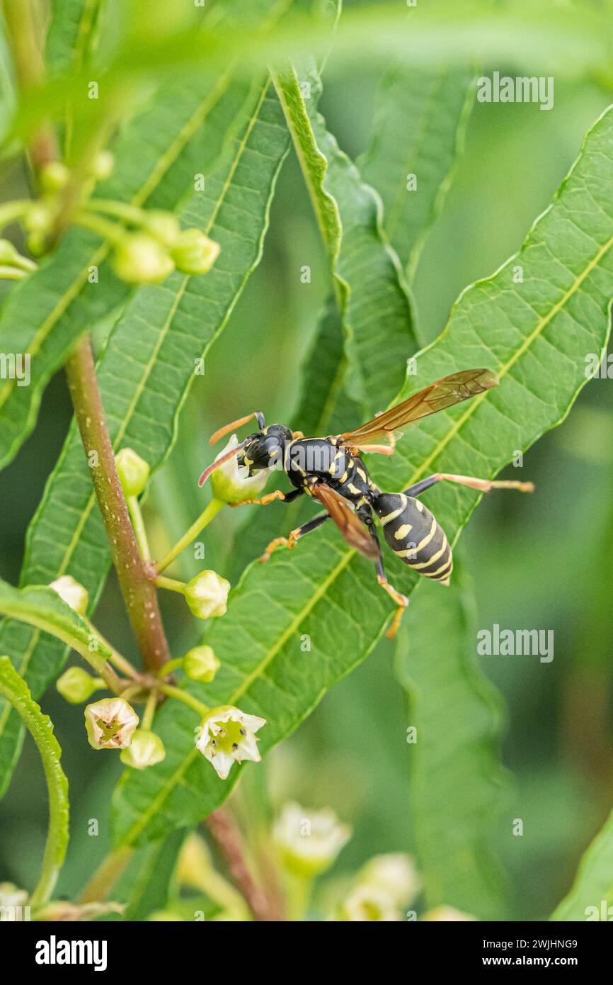 Nectar de collecte de guêpes gauloises des champs, guêpe européenne en papier (Polistes dominula), arbre à feuilles caduques colonnaires (Frangula alnus FINE LINE) Banque D'Images